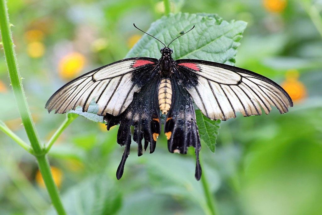vlinder vlinders hdr insect insecten nederland uitheems Lepidoptera rups rupsen vlindertuin natuur